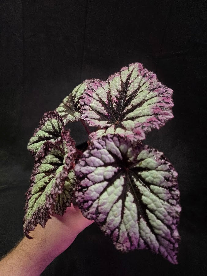 Begonia Rex Fireworks #01