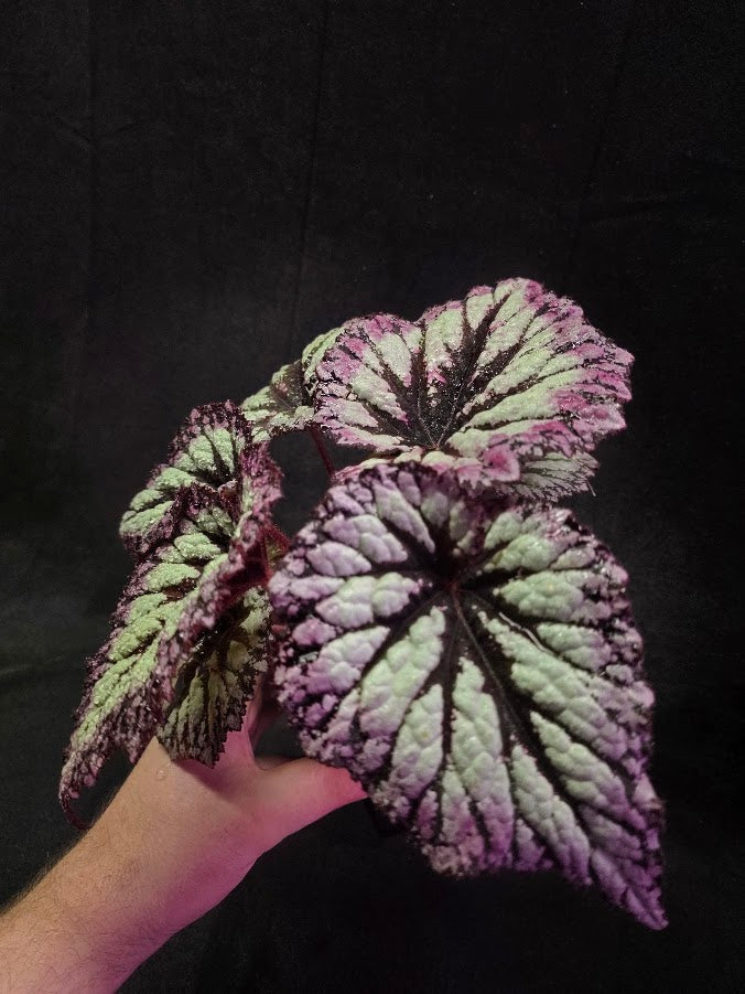 Begonia Rex Fireworks #01
