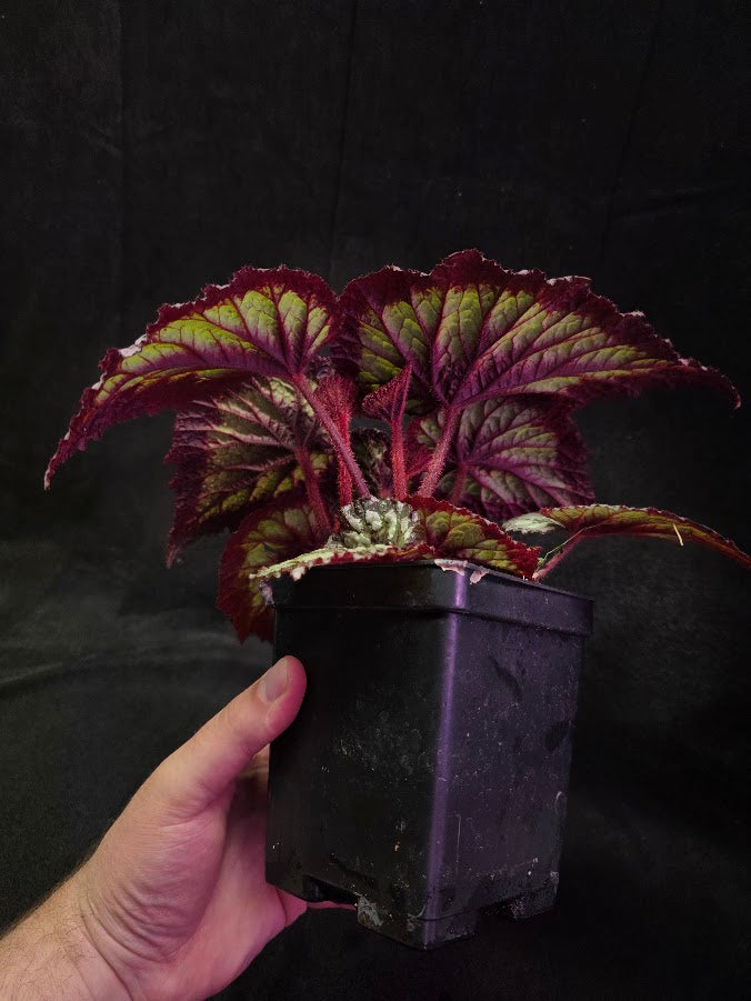 Begonia Rex Fireworks #01