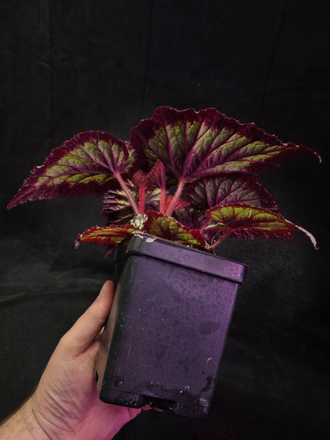 Begonia Rex Fireworks #01