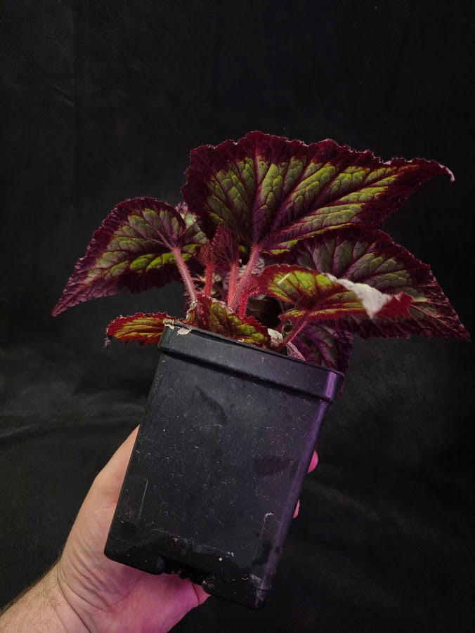 Begonia Rex Fireworks #01