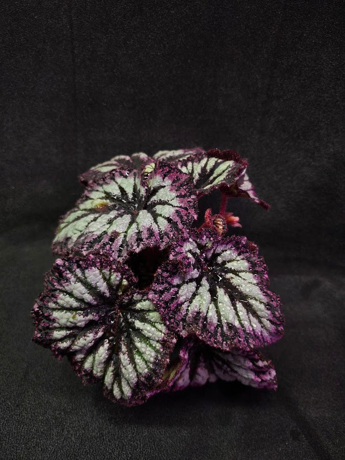 Begonia Rex Fireworks #02