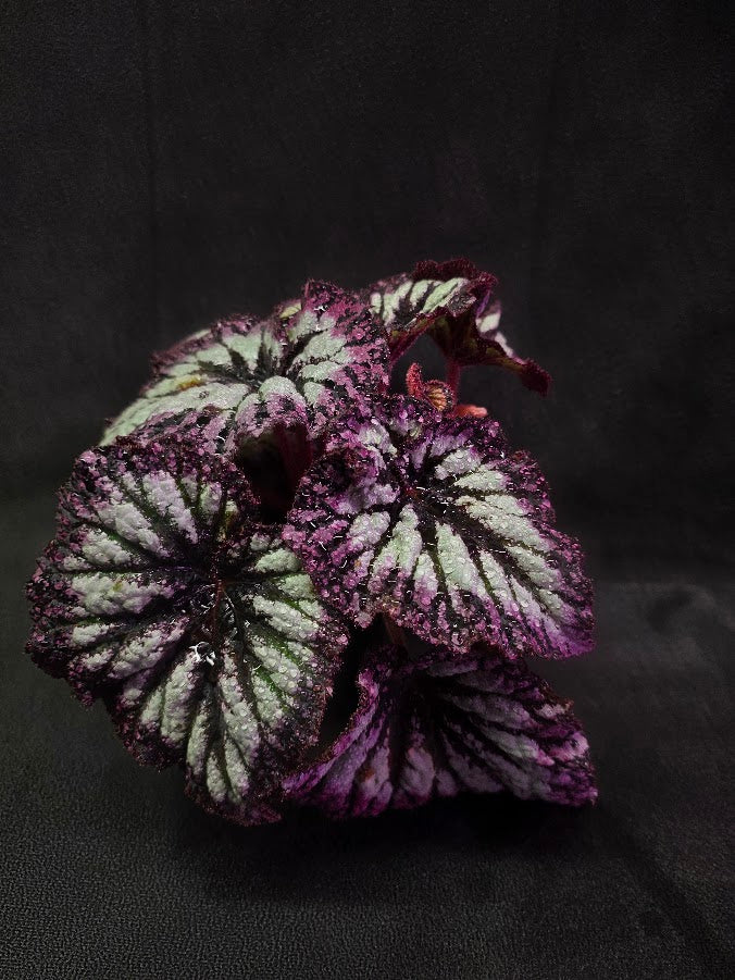 Begonia Rex Fireworks #02