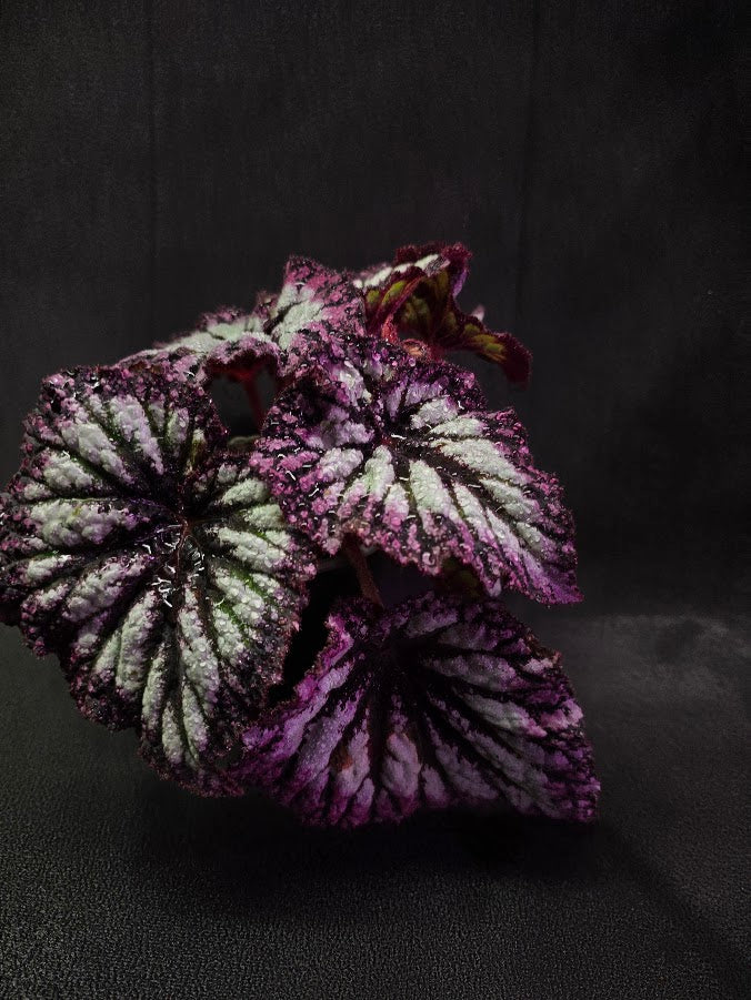 Begonia Rex Fireworks #02