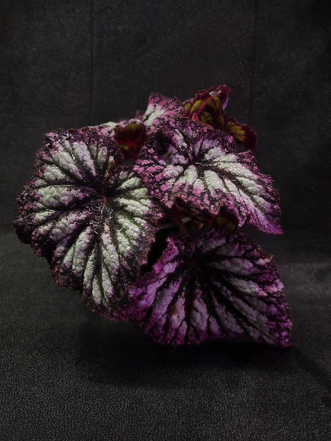 Begonia Rex Fireworks #02