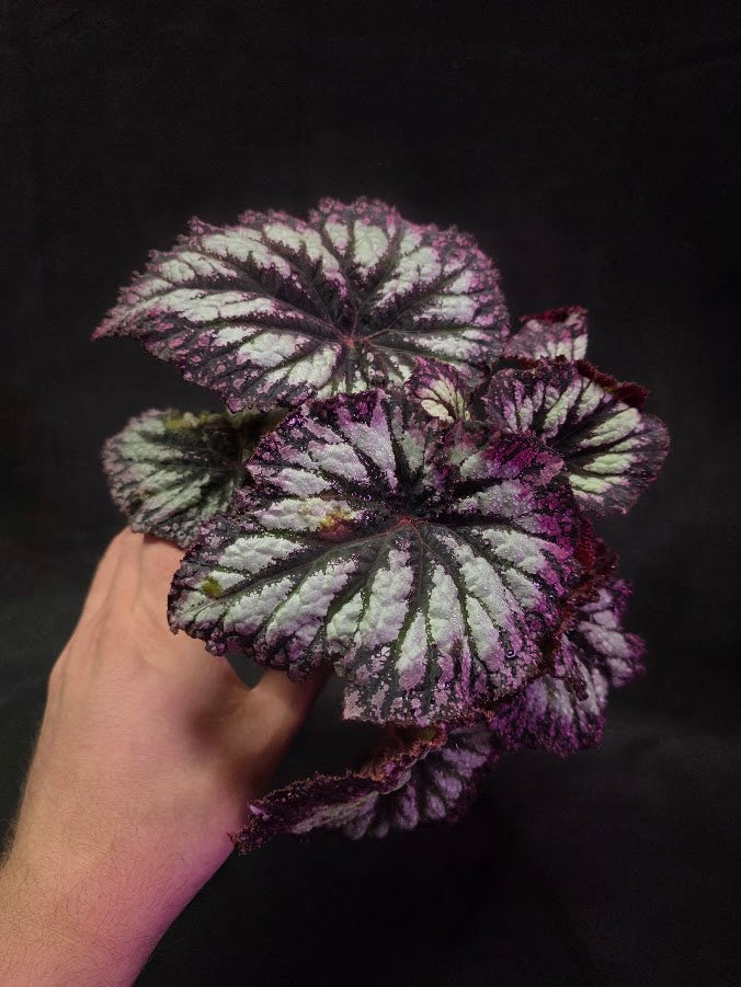 Begonia Rex Fireworks #02