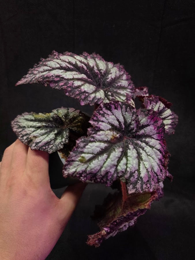 Begonia Rex Fireworks #02