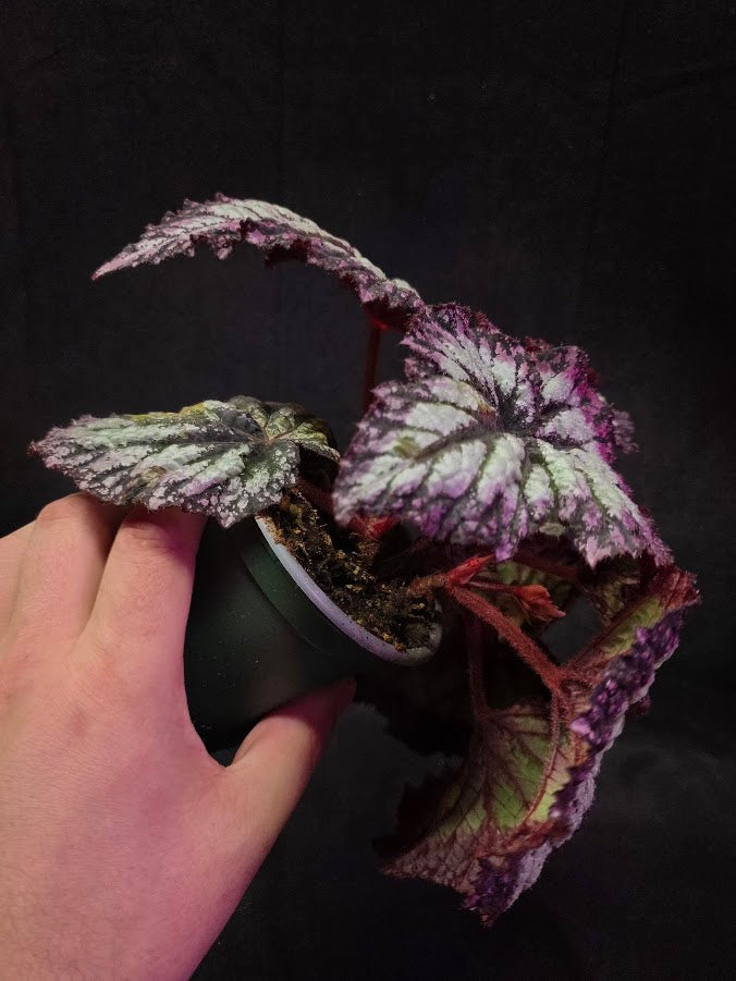 Begonia Rex Fireworks #02