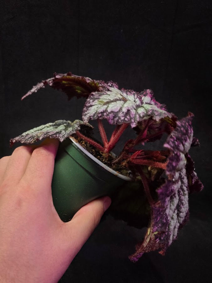 Begonia Rex Fireworks #02