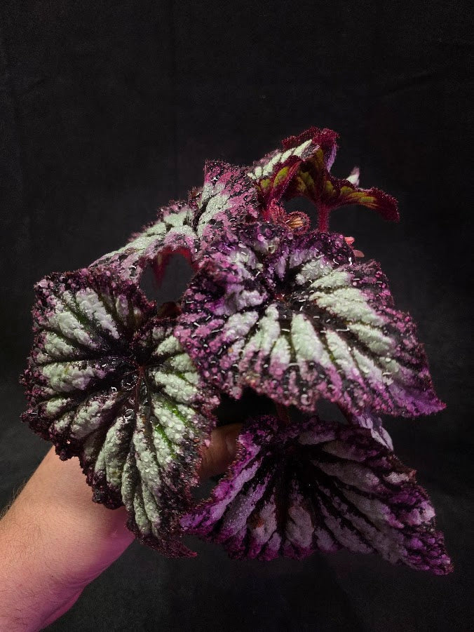 Begonia Rex Fireworks #02