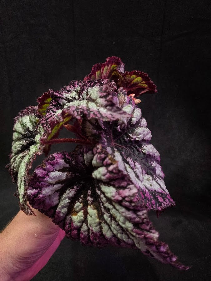 Begonia Rex Fireworks #02