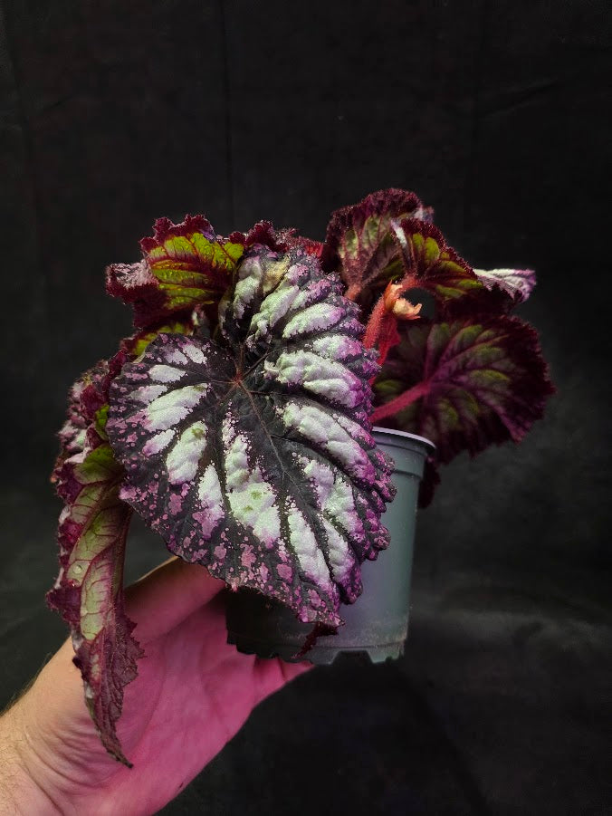 Begonia Rex Fireworks #02