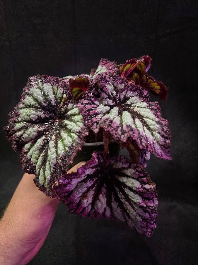 Begonia Rex Fireworks #02