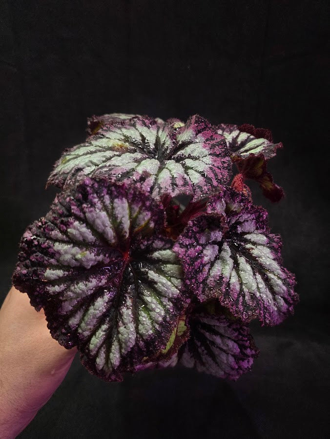 Begonia Rex Fireworks #02