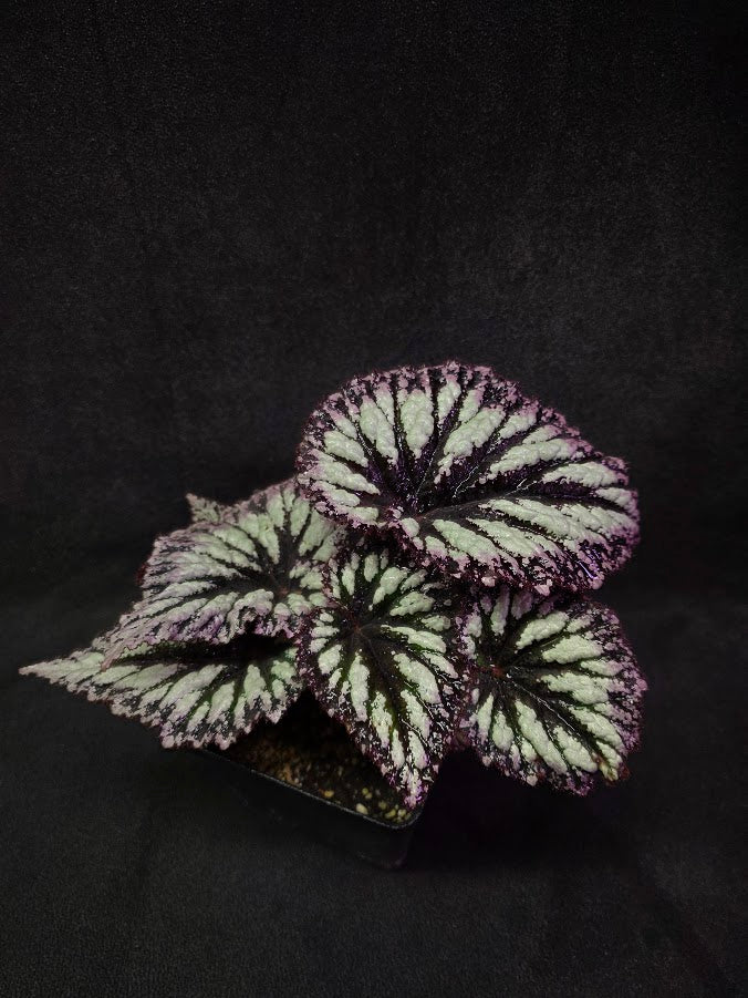 Begonia Rex Fireworks #03