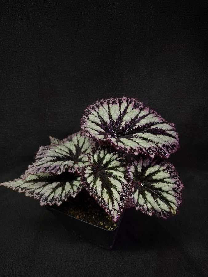 Begonia Rex Fireworks #03