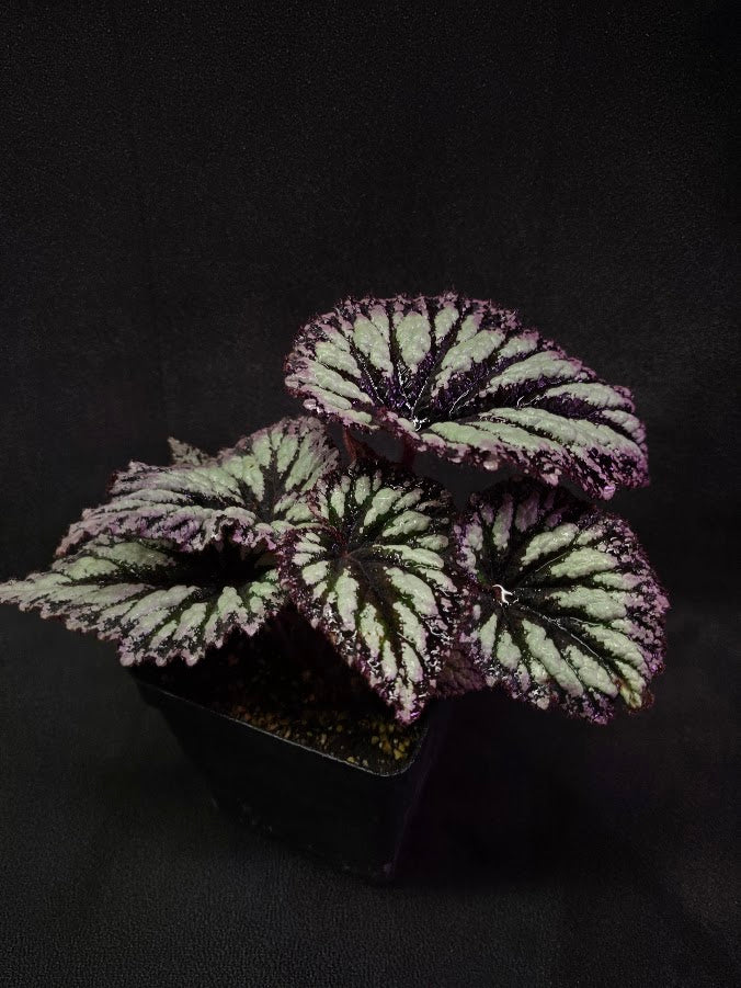 Begonia Rex Fireworks #03