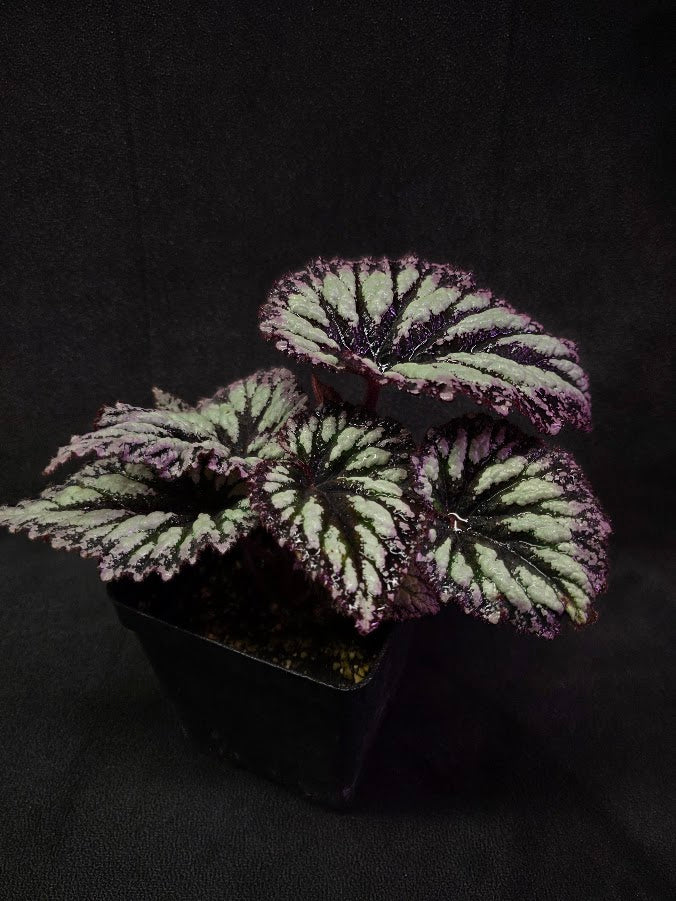 Begonia Rex Fireworks #03