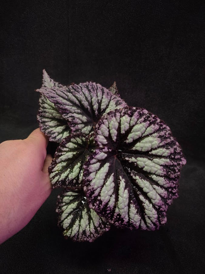 Begonia Rex Fireworks #03