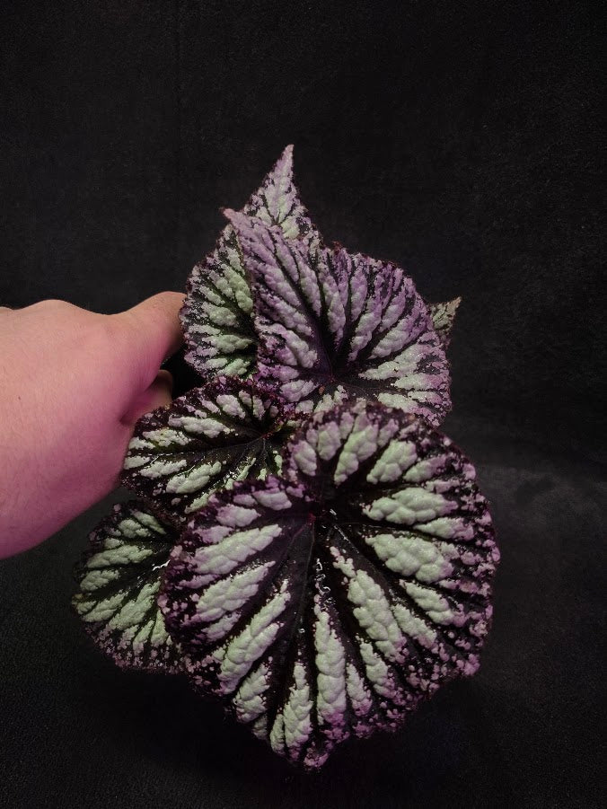 Begonia Rex Fireworks #03