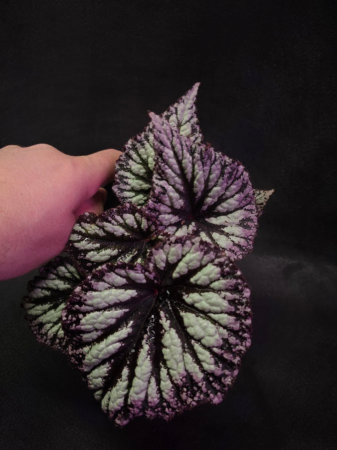 Begonia Rex Fireworks #03