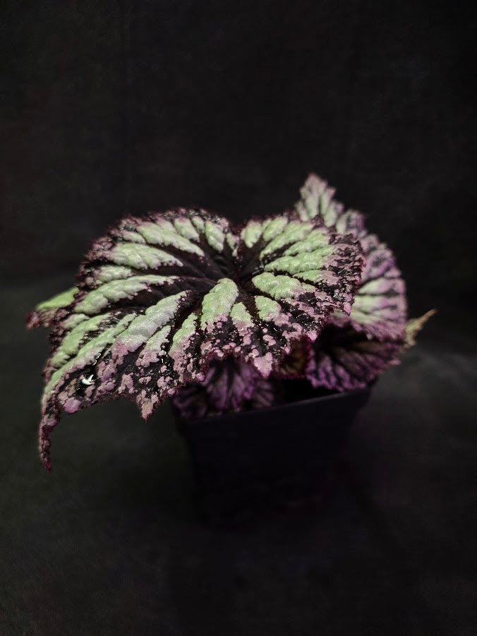 Begonia Rex Fireworks #03