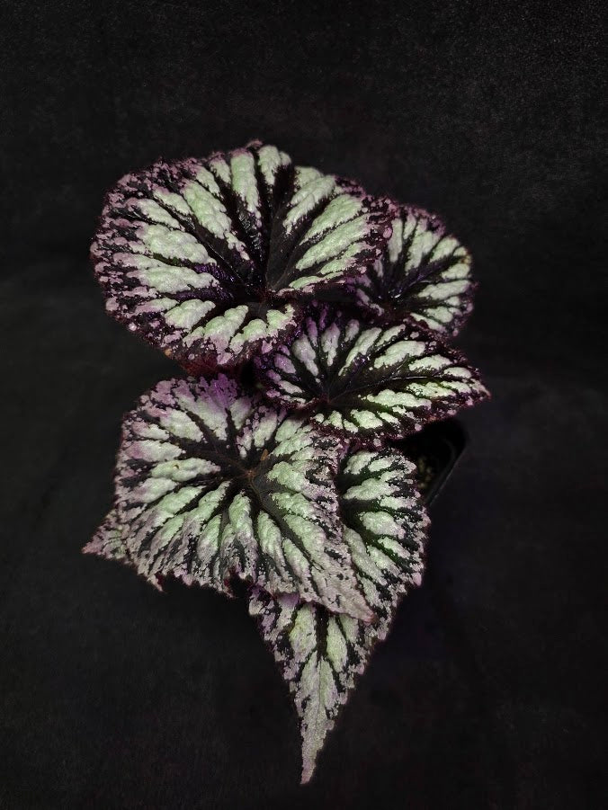 Begonia Rex Fireworks #03