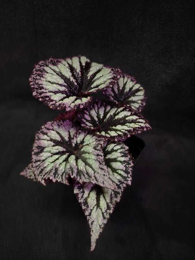 Begonia Rex Fireworks #03