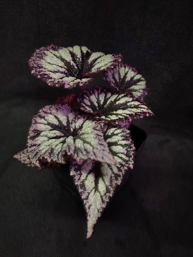 Begonia Rex Fireworks #03