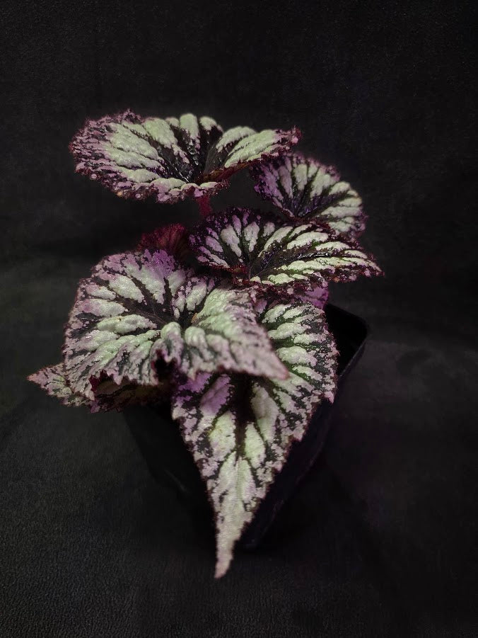 Begonia Rex Fireworks #03