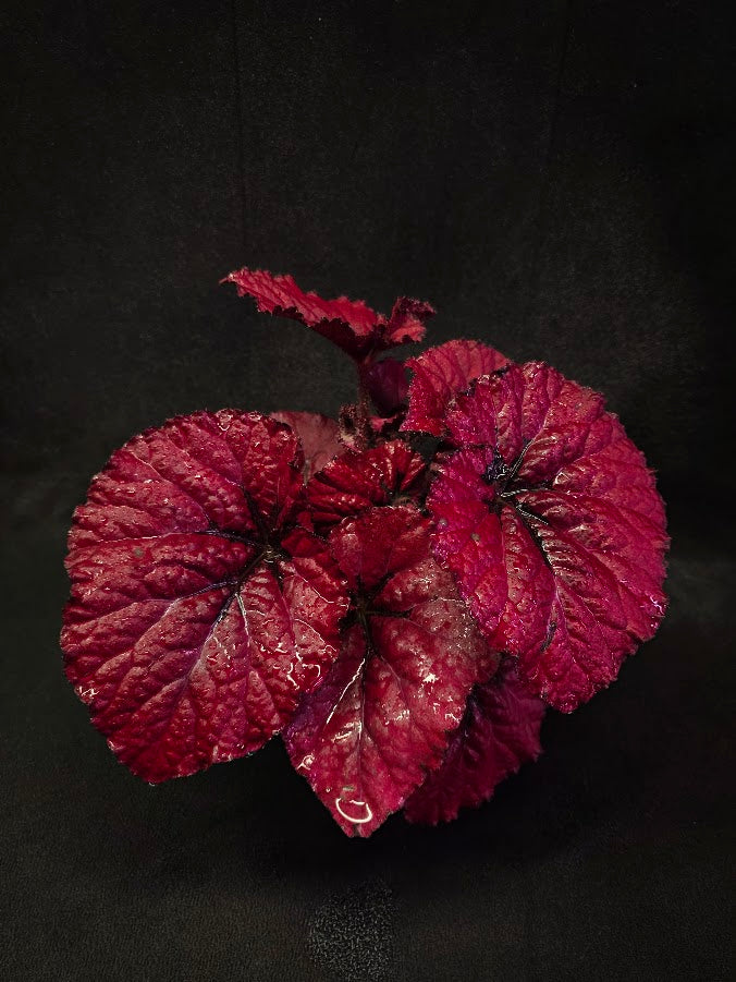Begonia Rex Festive Red Lipstick #01