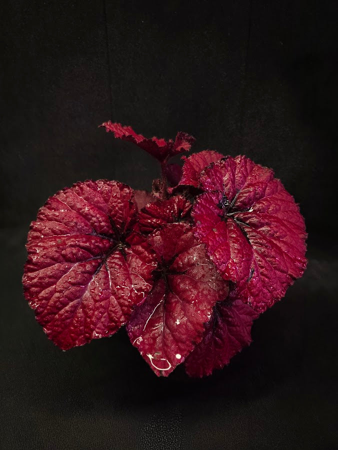 Begonia Rex Festive Red Lipstick #01