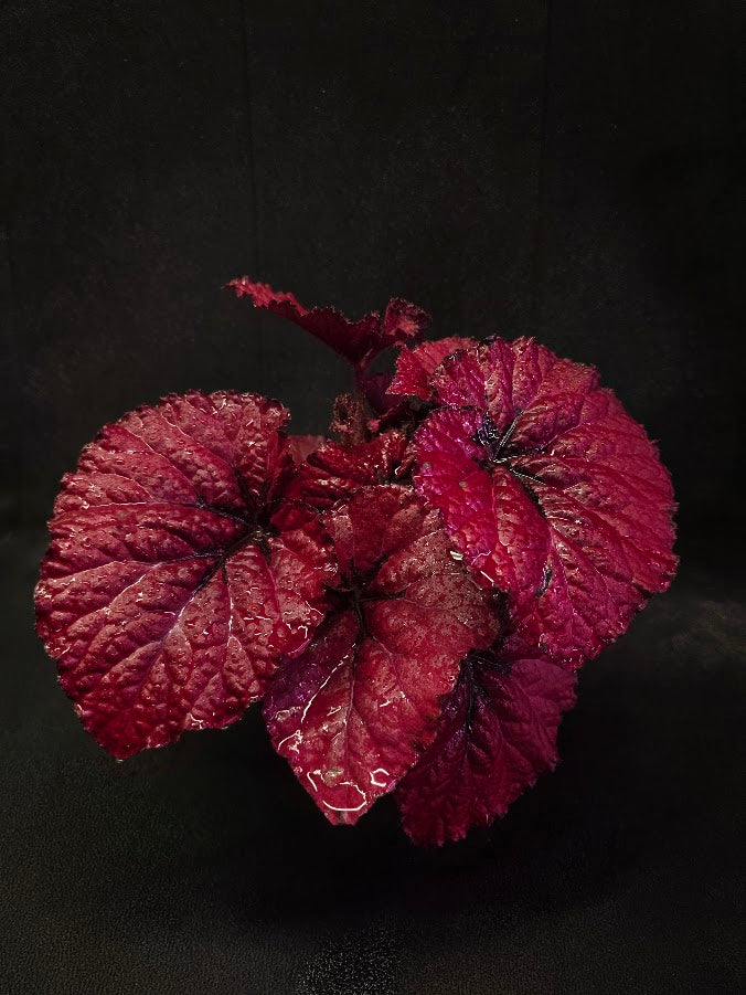 Begonia Rex Festive Red Lipstick #01