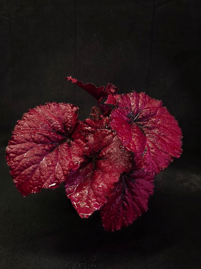 Begonia Rex Festive Red Lipstick #01