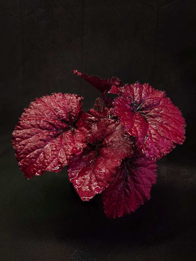 Begonia Rex Festive Red Lipstick #01
