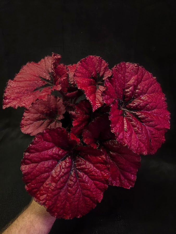 Begonia Rex Festive Red Lipstick #01