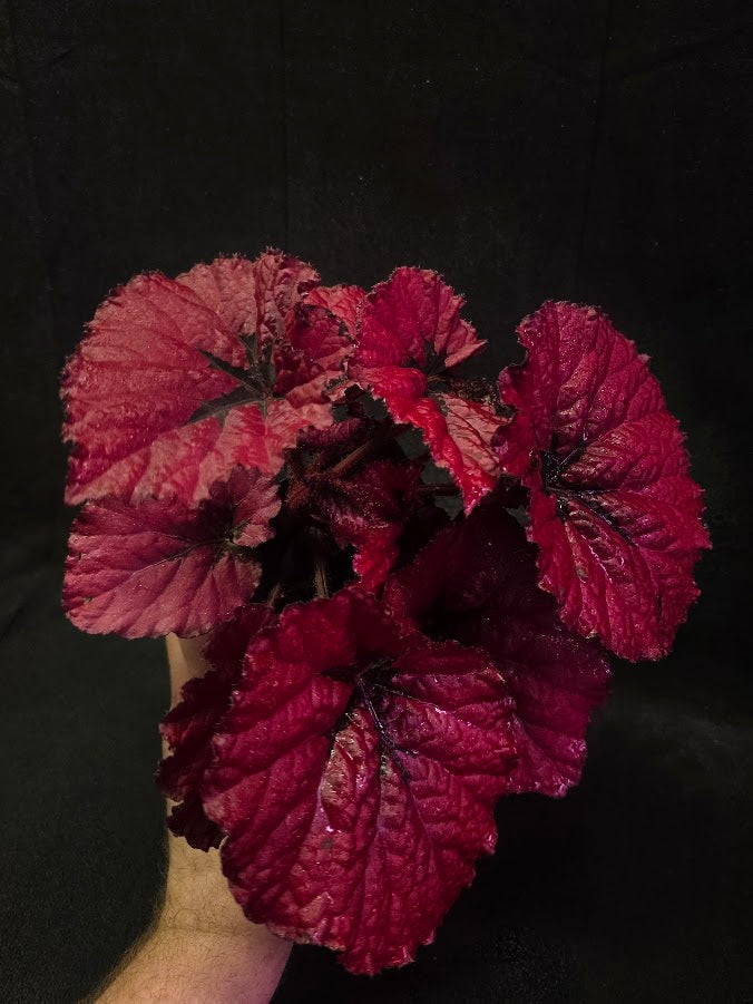 Begonia Rex Festive Red Lipstick #01