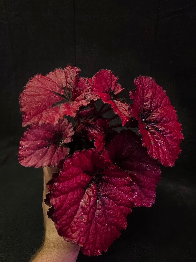 Begonia Rex Festive Red Lipstick #01