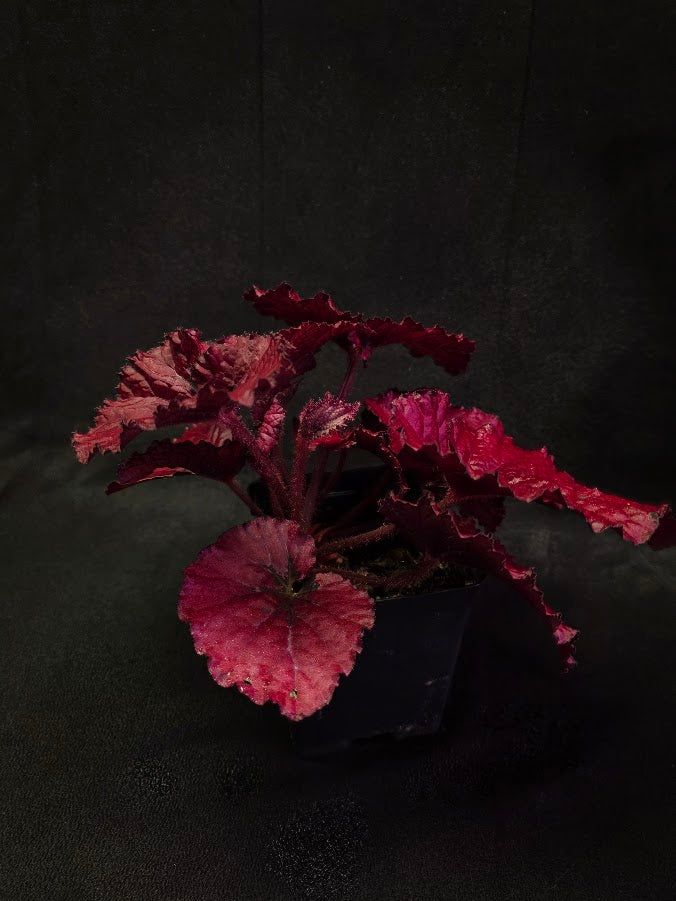 Begonia Rex Festive Red Lipstick #01