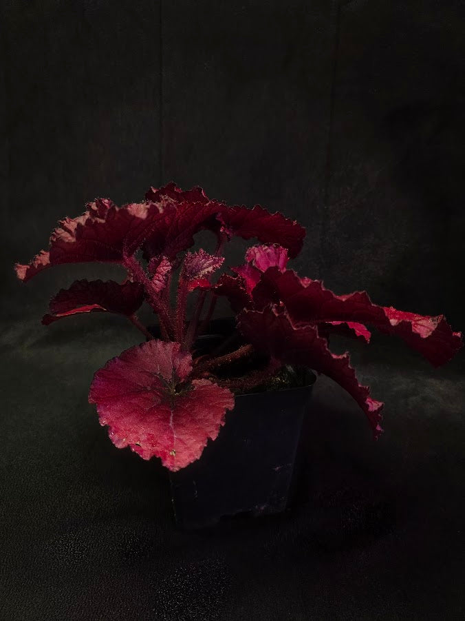 Begonia Rex Festive Red Lipstick #01