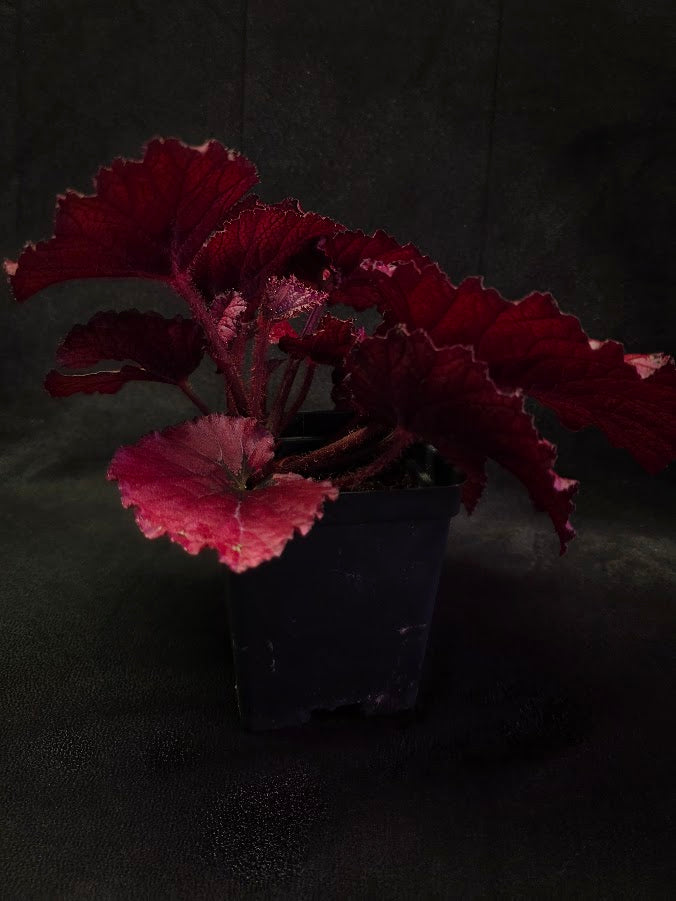 Begonia Rex Festive Red Lipstick #01