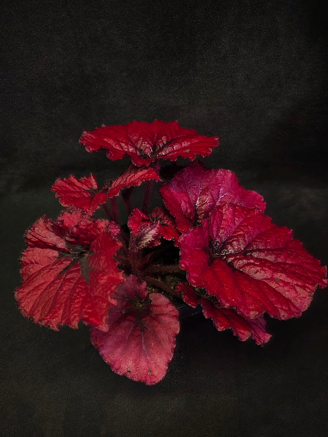 Begonia Rex Festive Red Lipstick #01