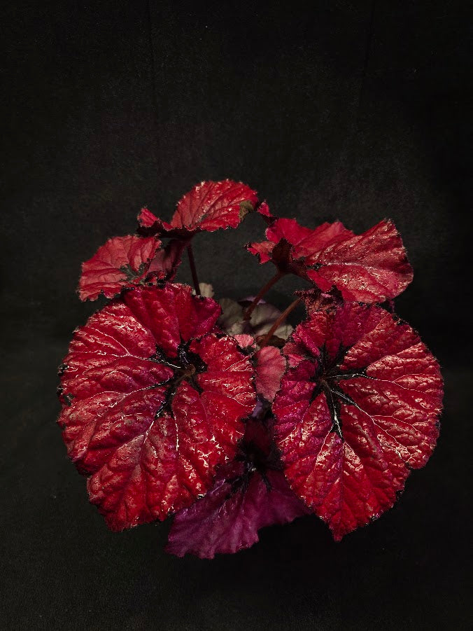 Begonia Rex Festive Red Lipstick #02