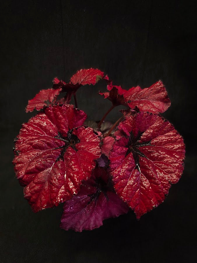 Begonia Rex Festive Red Lipstick #02