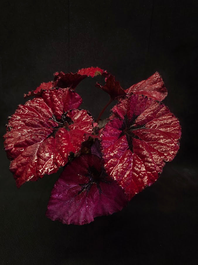 Begonia Rex Festive Red Lipstick #02
