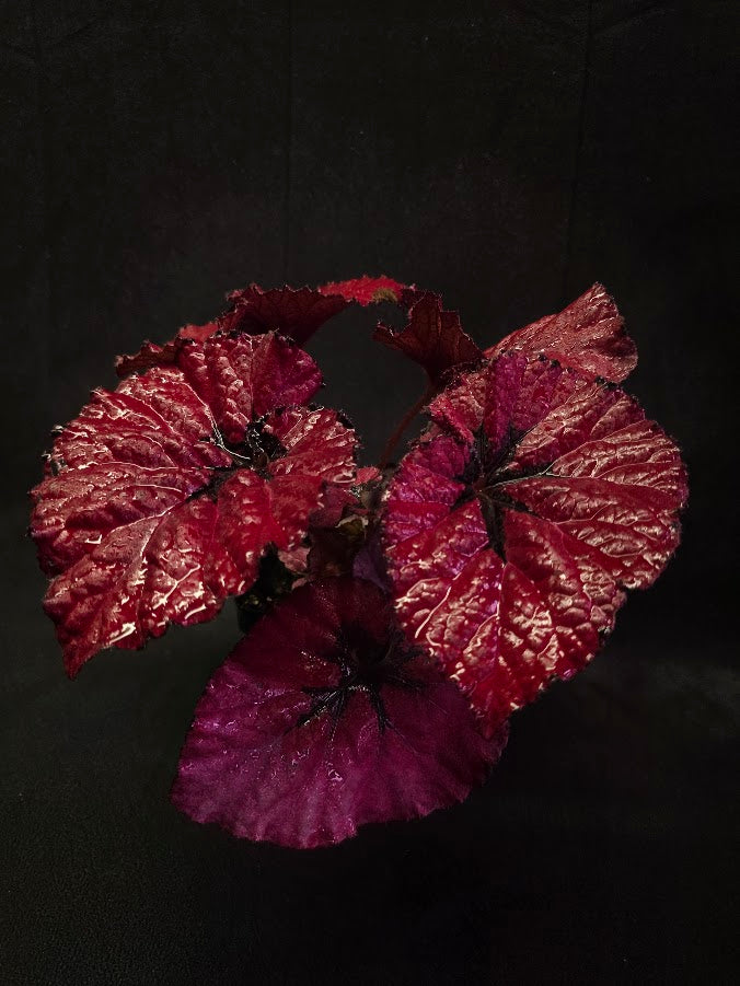 Begonia Rex Festive Red Lipstick #02