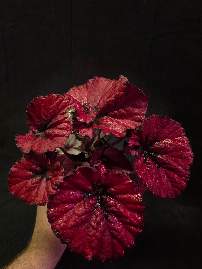 Begonia Rex Festive Red Lipstick #02