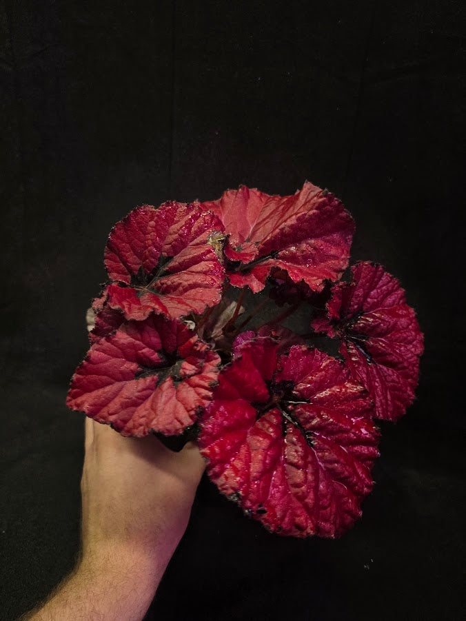 Begonia Rex Festive Red Lipstick #02