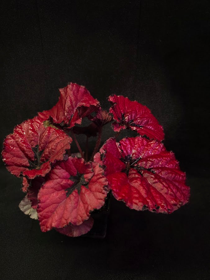 Begonia Rex Festive Red Lipstick #02