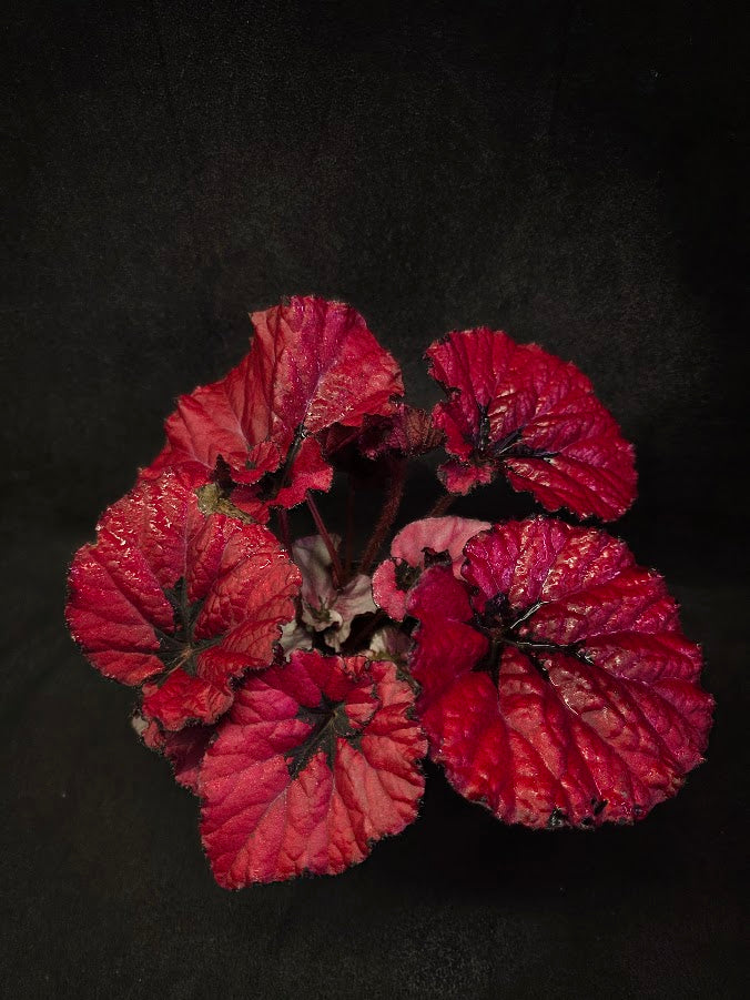 Begonia Rex Festive Red Lipstick #02
